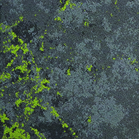 DECEPTION BC - LS6 GREEN