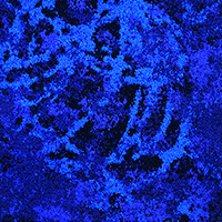 DECEPTION BC - LS7 BLUE